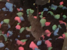 Can’t get rid of Cotton fin fungus