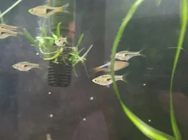 One white shiny dot on hengeli rasboras