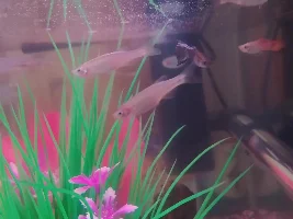 Guppy issues? Pictures inc.