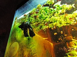 My (very) low-cost 7.92 gallons tank