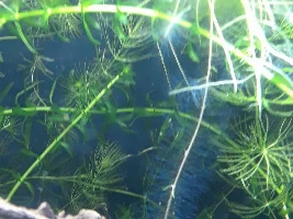 Is my Frog-bit algae bit?