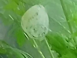 Snails Pace
