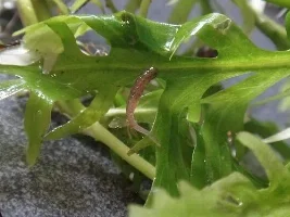 Can Someone Id This Please