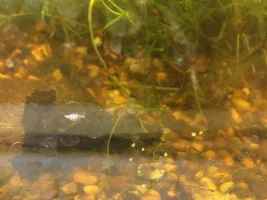 What is this?