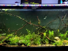 My Managerie of Tanks