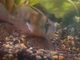 Sick Bolivian Ram fish
