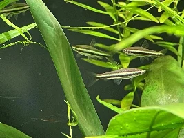 Nannostomus ID
