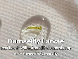 Mayfly/damselfly help please