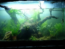 Opinions before I plant, please! :-D