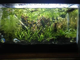 10g Planted Betta Tank(my first tank)
