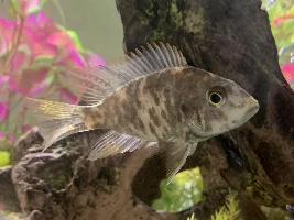 Some fish aren't growing