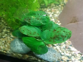 Black spots on Anubias nana Coin.