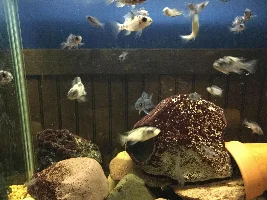 Former Newbie's African Cichlid Experience