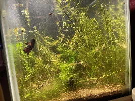 10g Betta Tank Journal