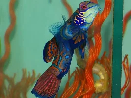 One of the world’s most beautiful fish