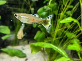 Swords and guppy babies