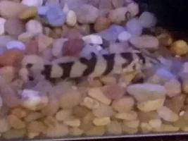 Loach i.d. needed