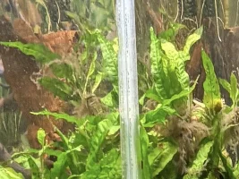 Marimo algae balls…  what are these steel wool, of the plant world, and how do they fit in our aquariums???