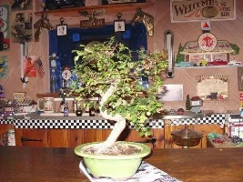Bonsai Trees