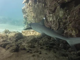 Live Hawaiian coral reef video feed. Look at them avoid razor sharp corals..