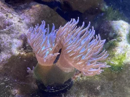 29g Saltwater Nano Tank