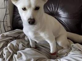 What do y’all think my dog is mixed with?