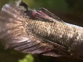 betta fin rot/fungus