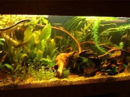 Planted Tank Evloving