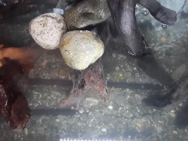 Here I go again 150 gallon reset.
