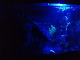 Betta with an eye-deformity. Should I buy?