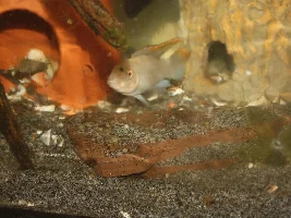 Albino Pelvicachromis pulcher