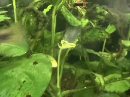 What is eating my leaves???