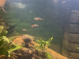 Looking for stocking ideas to pair with phoenix rasbora