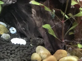 Shrimp fry!