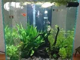 New member, looking for advice on a poorly Gourami
