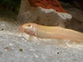 Finally, pics of the Loach Babies!