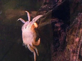 Crab Shell
