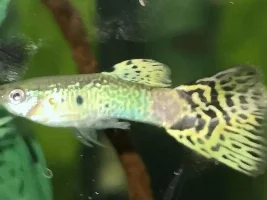 Livebearer white tail disease?