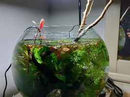 Planted, filterless Shrimp bowl