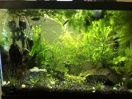 Betta Head Ulcer??