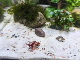 Shrimp breeding, take 2.