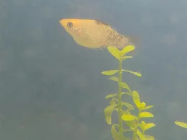 Is my molly pregnant?