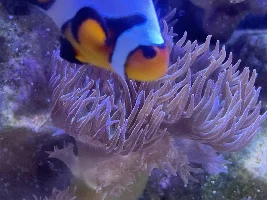 29g Saltwater Nano Tank