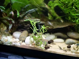Corydoras pygmaeus colony breeding, surprise!