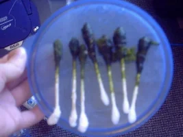 Got Hair Algae?