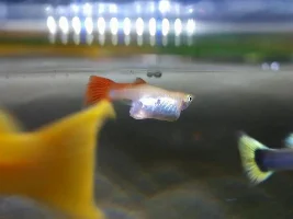 Fish emergency!