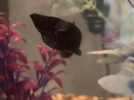 Black Molly stuck in labor?