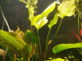 Echinodorus Impai is not happy