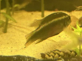 P. Sacrimontis