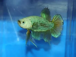 Curious, Tail Types
